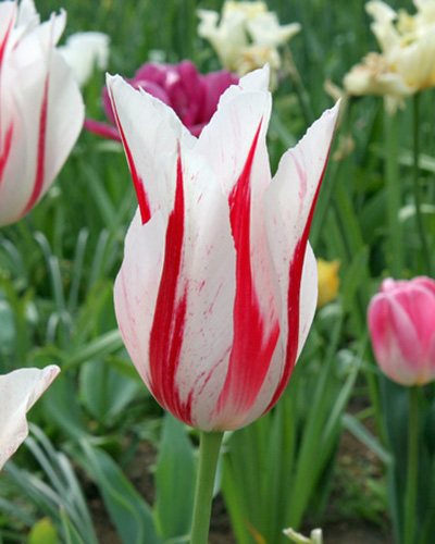 Tulipán laliokvetý Marilyn  12/+, 100 kusov  